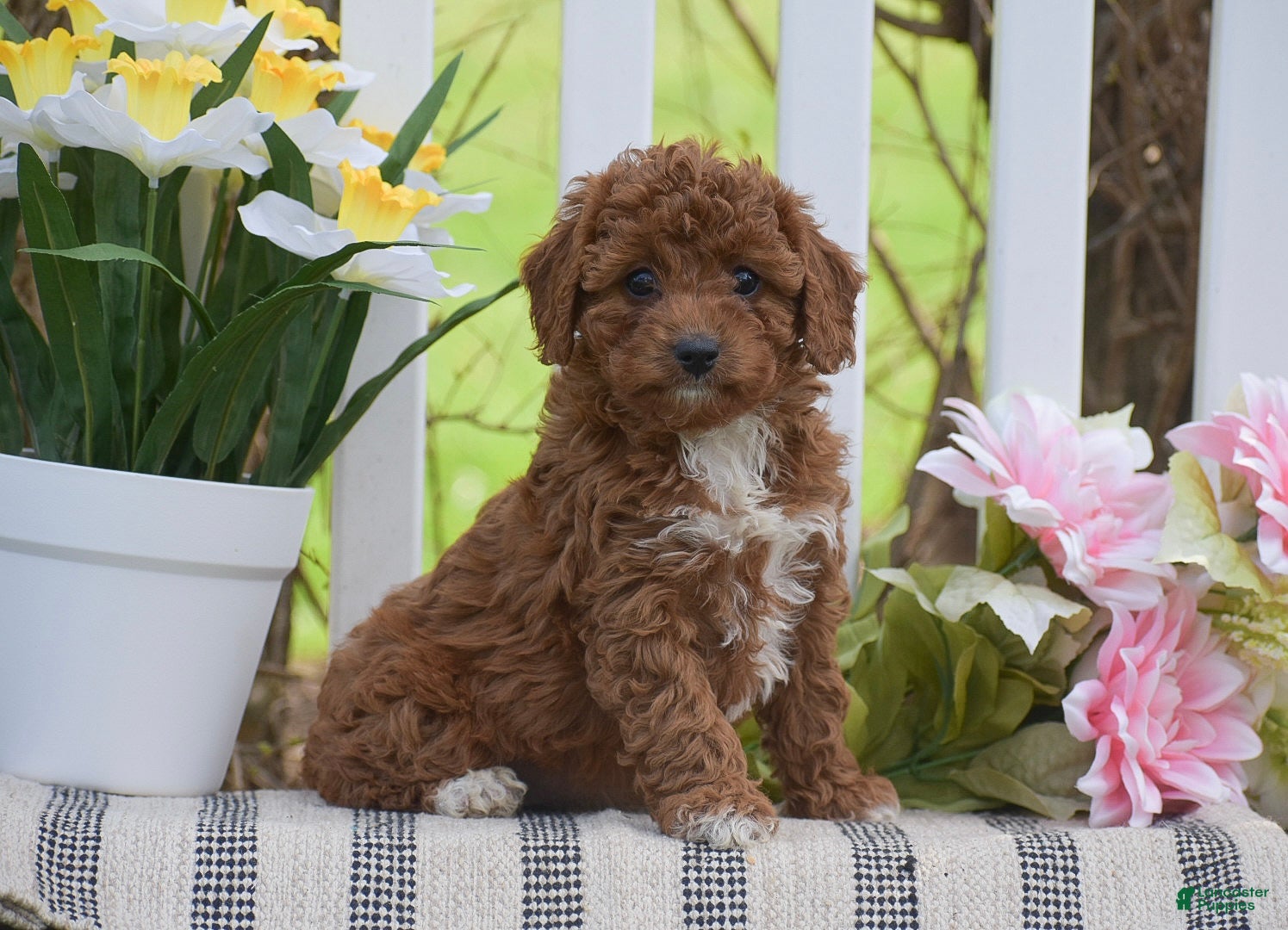 Cavapoo dogs Stacy - Ad 1