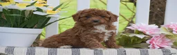 Cavapoo dogs for sale: Stacy - Ad 1