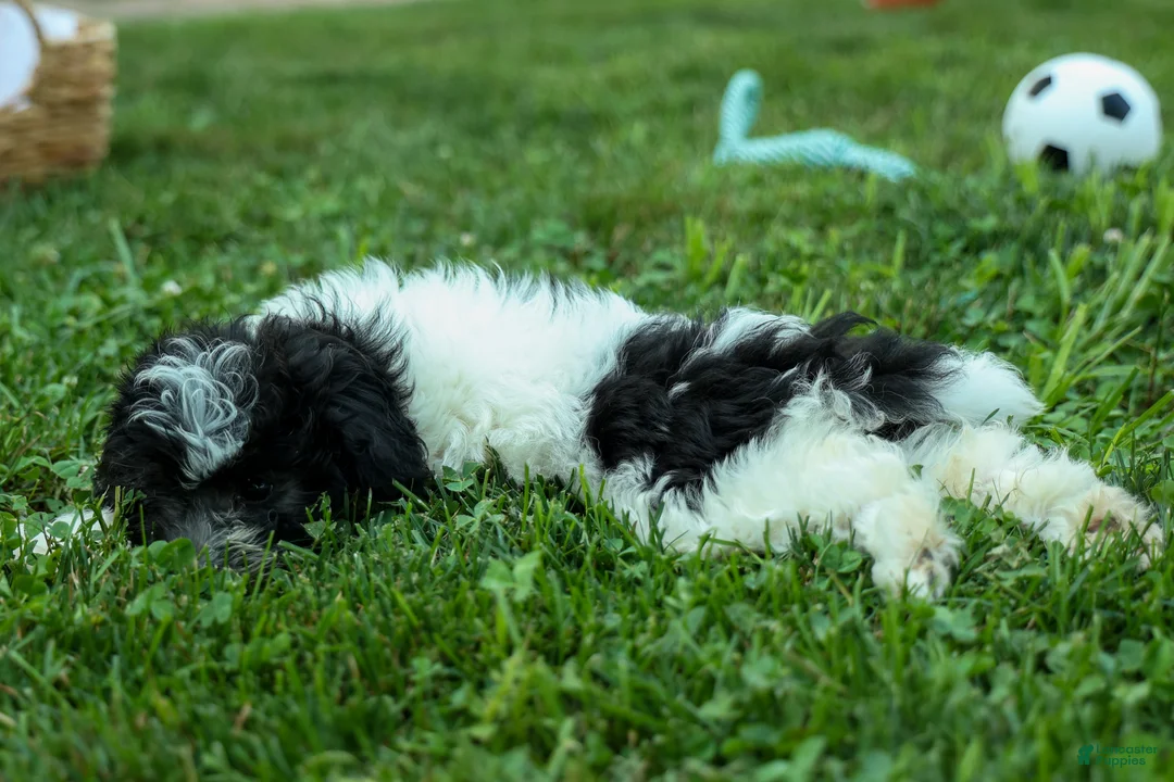 Cavapoo dogs for sale: Remi 🩷 - Ad 2
