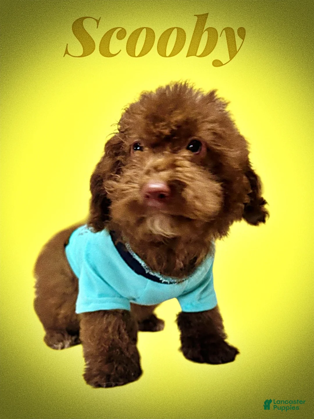 Havapoo dogs for sale: Scooby - Ad 2