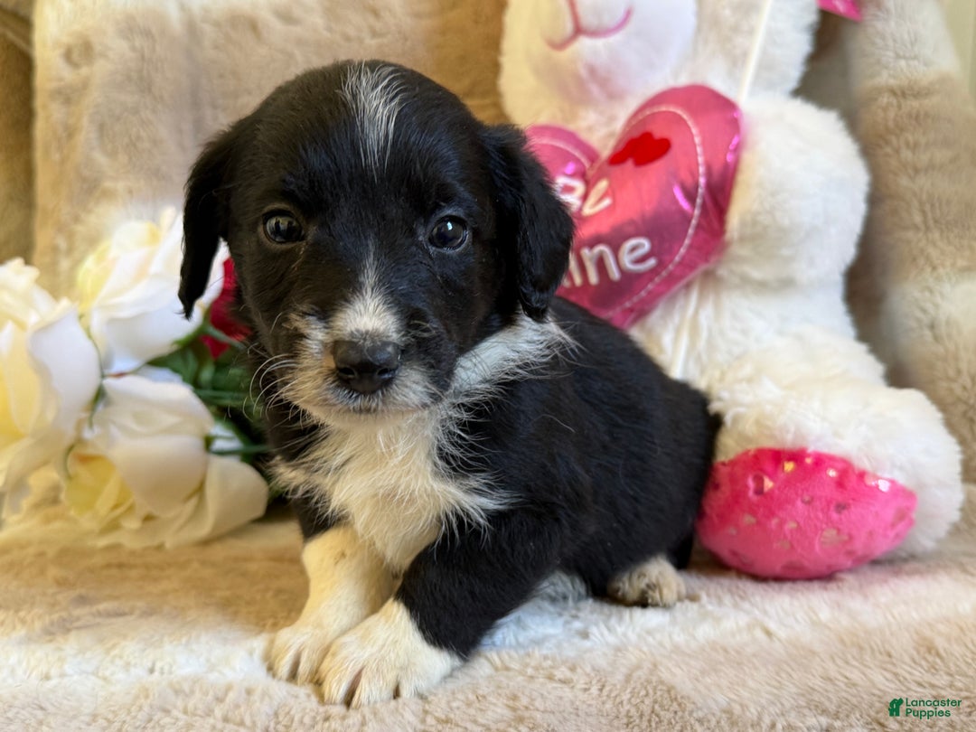 Mixed Breed dogs for sale: Arden - Ad 2