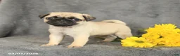 Pug dogs for sale: Princess - Ad 4