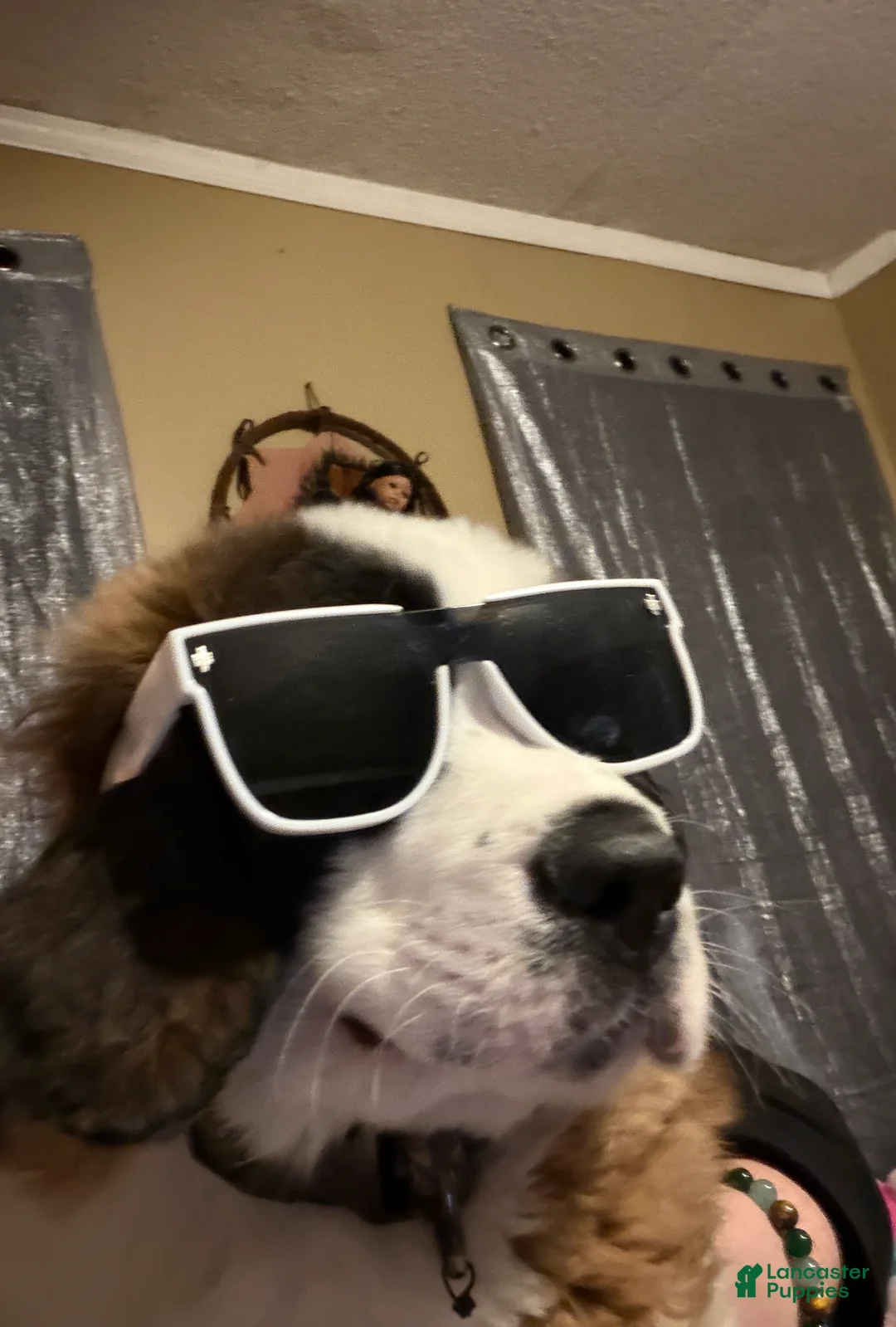 Saint Bernard dogs for sale: Saint Bernard Puppy 1 - Ad 2