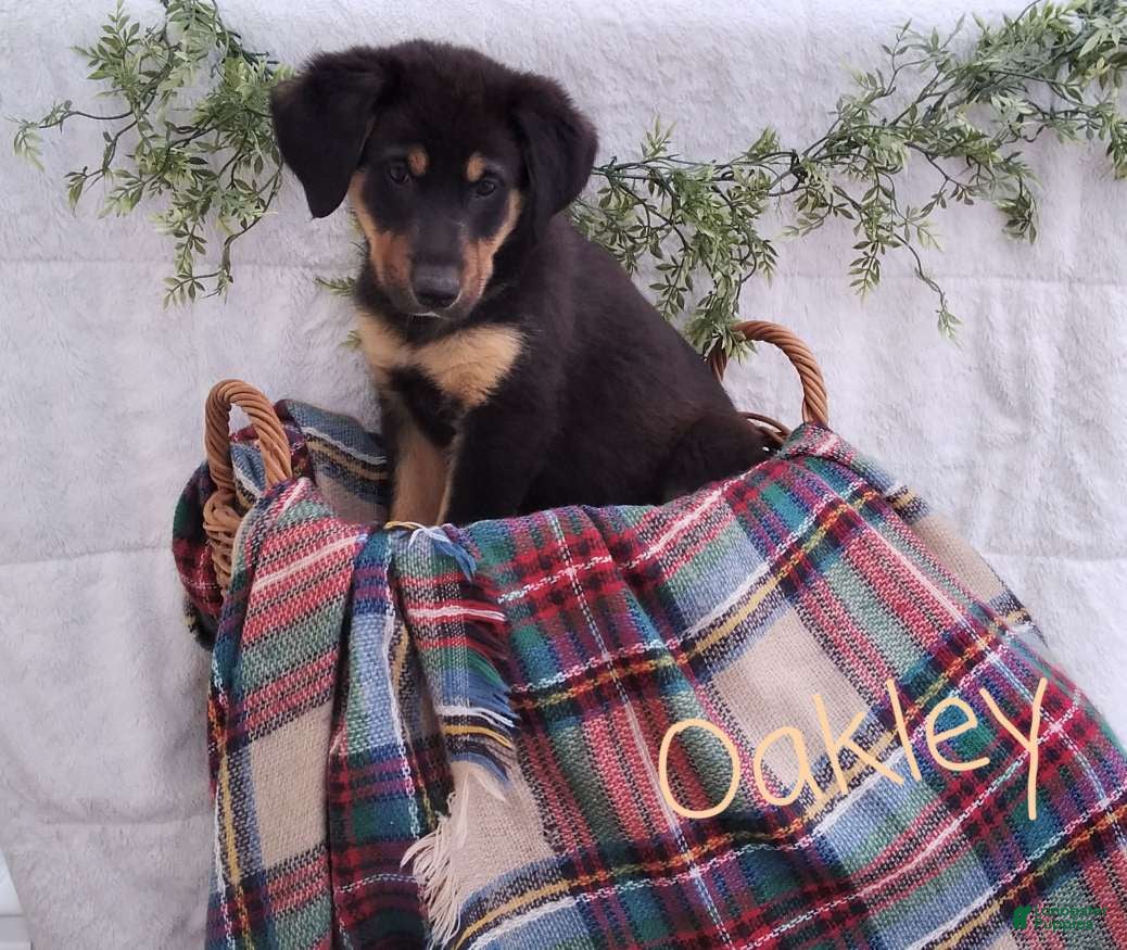Mixed Breed dogs Oakley - Ad 1