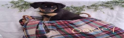 Mixed Breed dogs for sale: Oakley - Ad 1