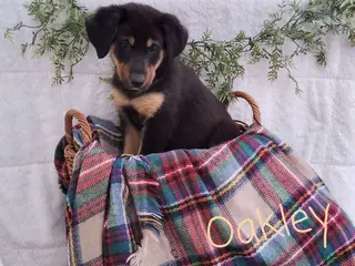 Mixed Breed dogs for sale: Oakley - Ad 1