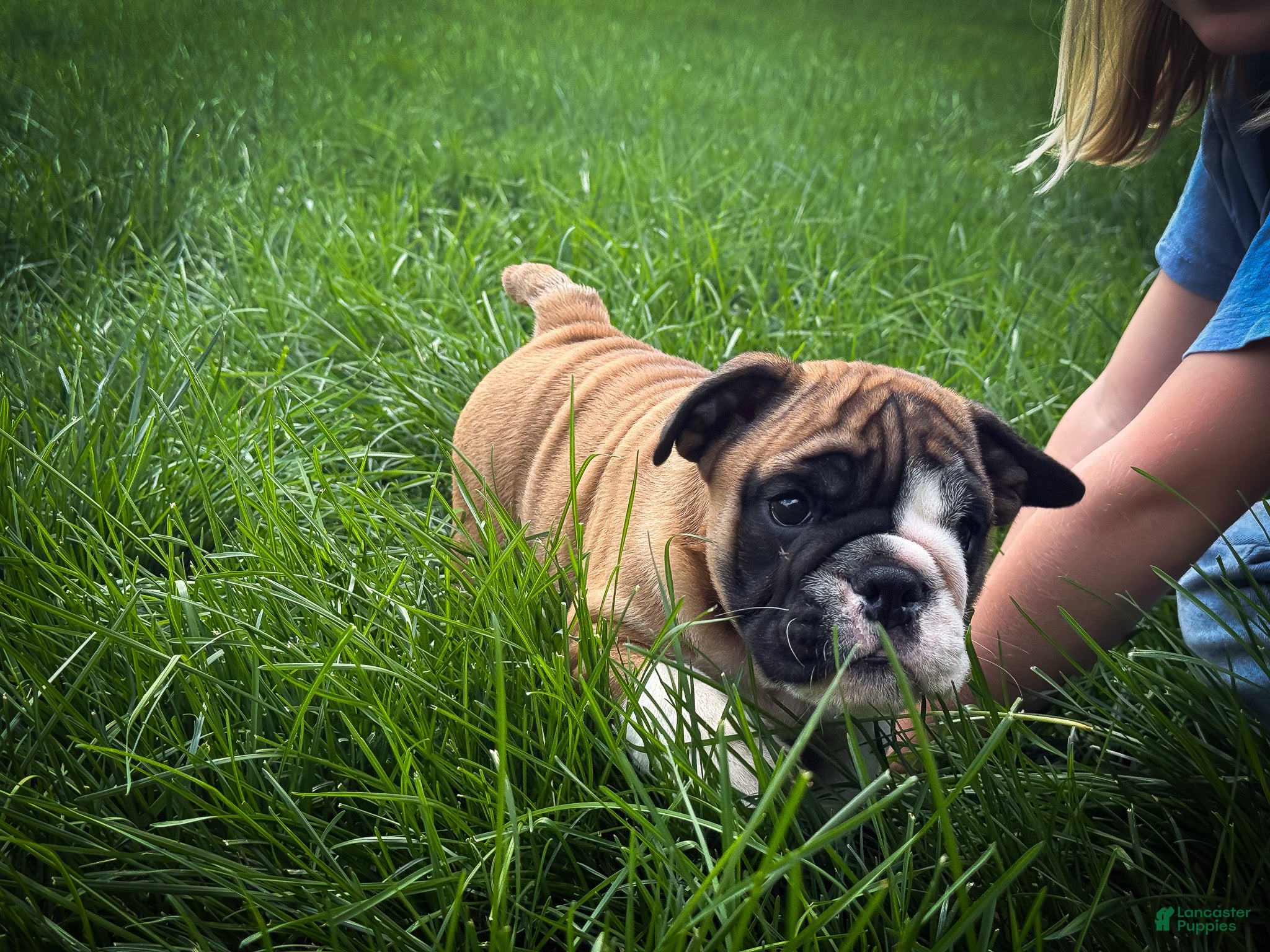 English Bulldog dogs Otis - Ad 2