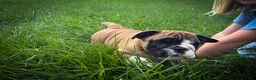 English Bulldog dogs for sale: Otis - Ad 2