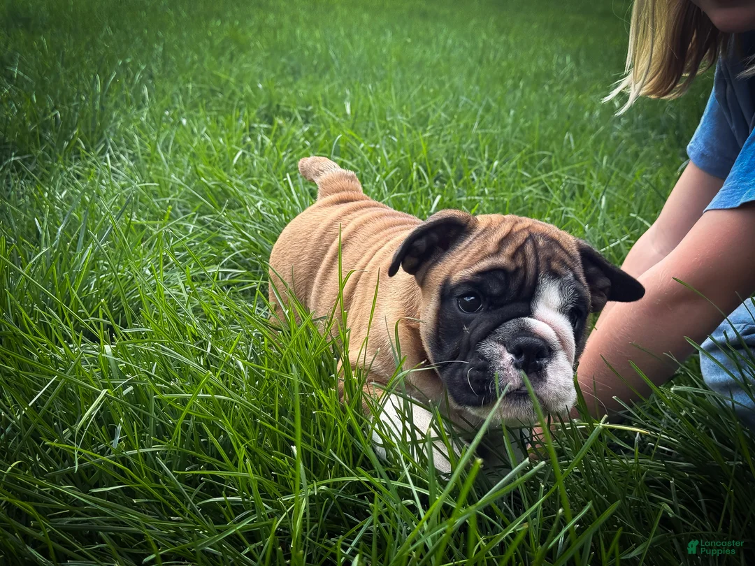 English Bulldog dogs for sale: Otis - Ad 2