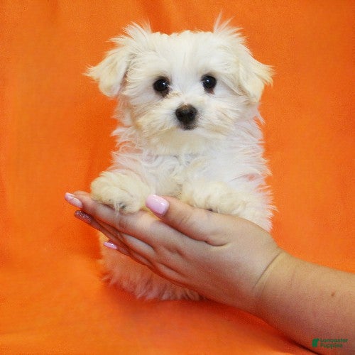 Maltese dogs Brooke - Ad 1