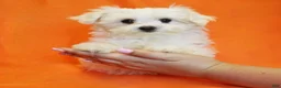 Maltese dogs for sale: Brooke - Ad 2
