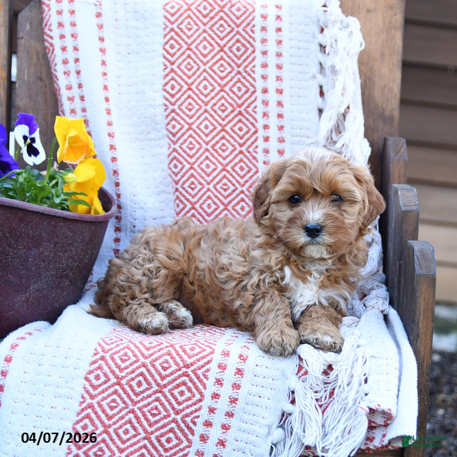 Mixed Breed dogs Molly - Ad 2