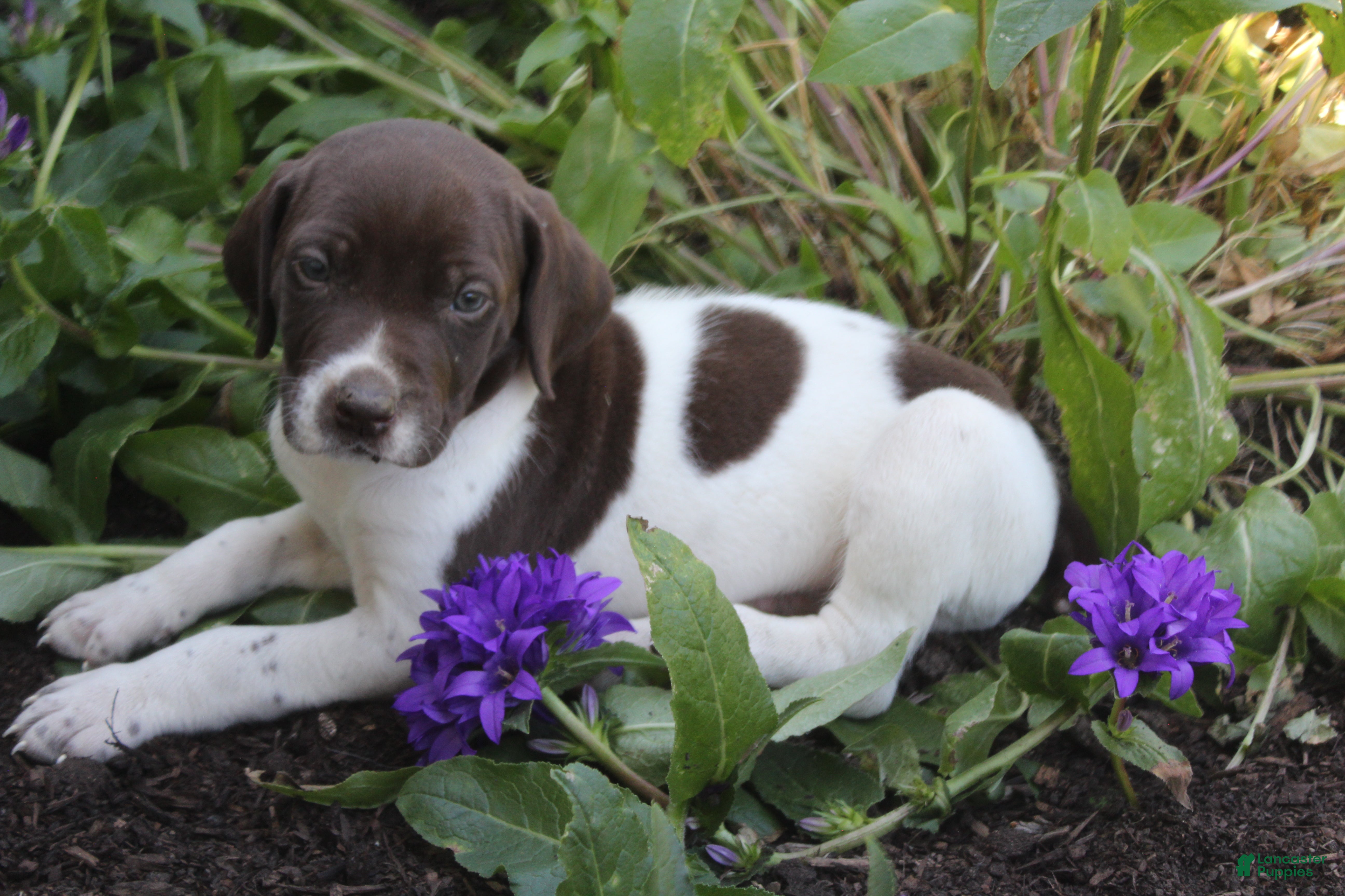 German Shorthaired Pointer dogs Chocolate Chip - Ad 1