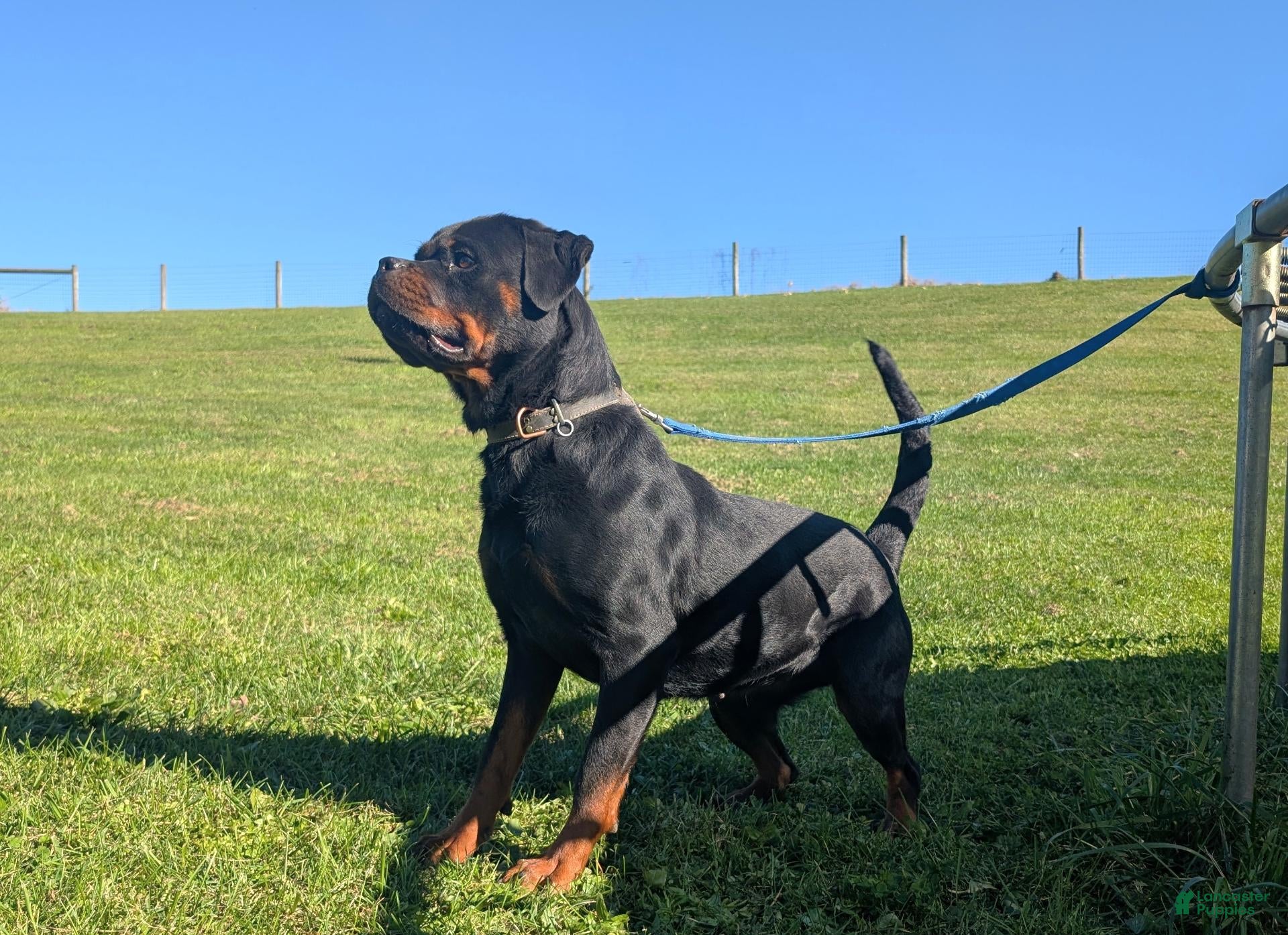 Rottweiler dogs for sale: trixy - Ad 15