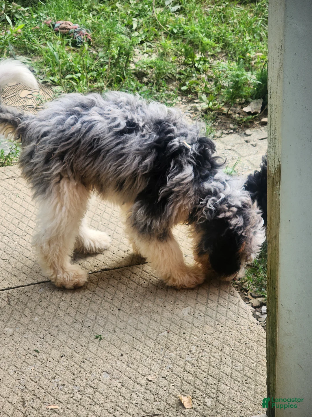 Bernedoodle dogs for sale: Bernedoodle 1 - Ad 2