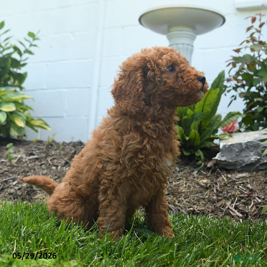 Mini Goldendoodle dogs Norman - Ad 2