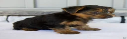 Yorkshire Terrier dogs for sale: Dash - Ad 2