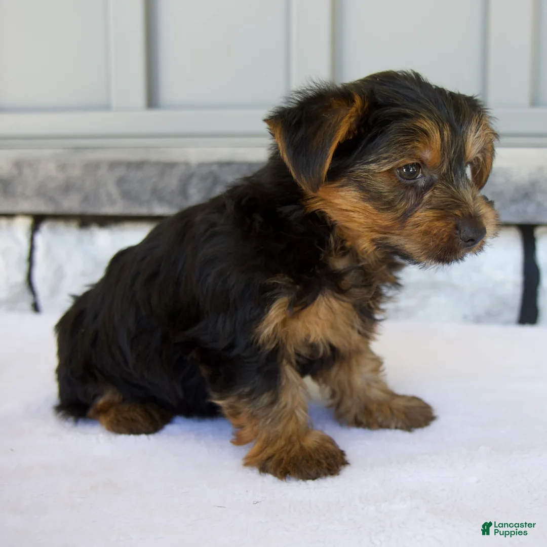Yorkshire Terrier dogs for sale: Dash - Ad 2
