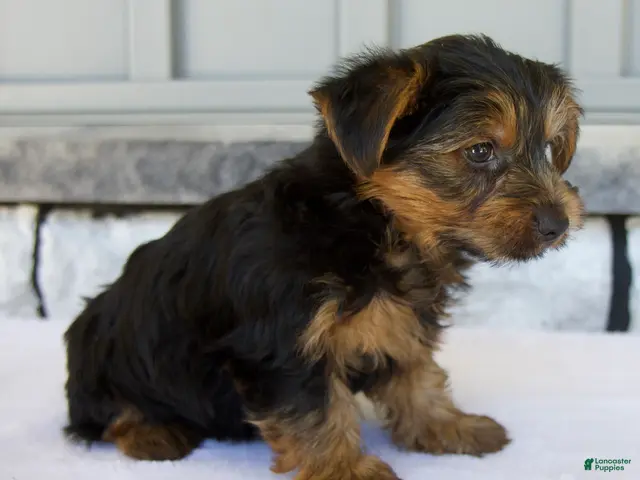 Yorkshire Terrier dogs for sale: Dash - Ad 2