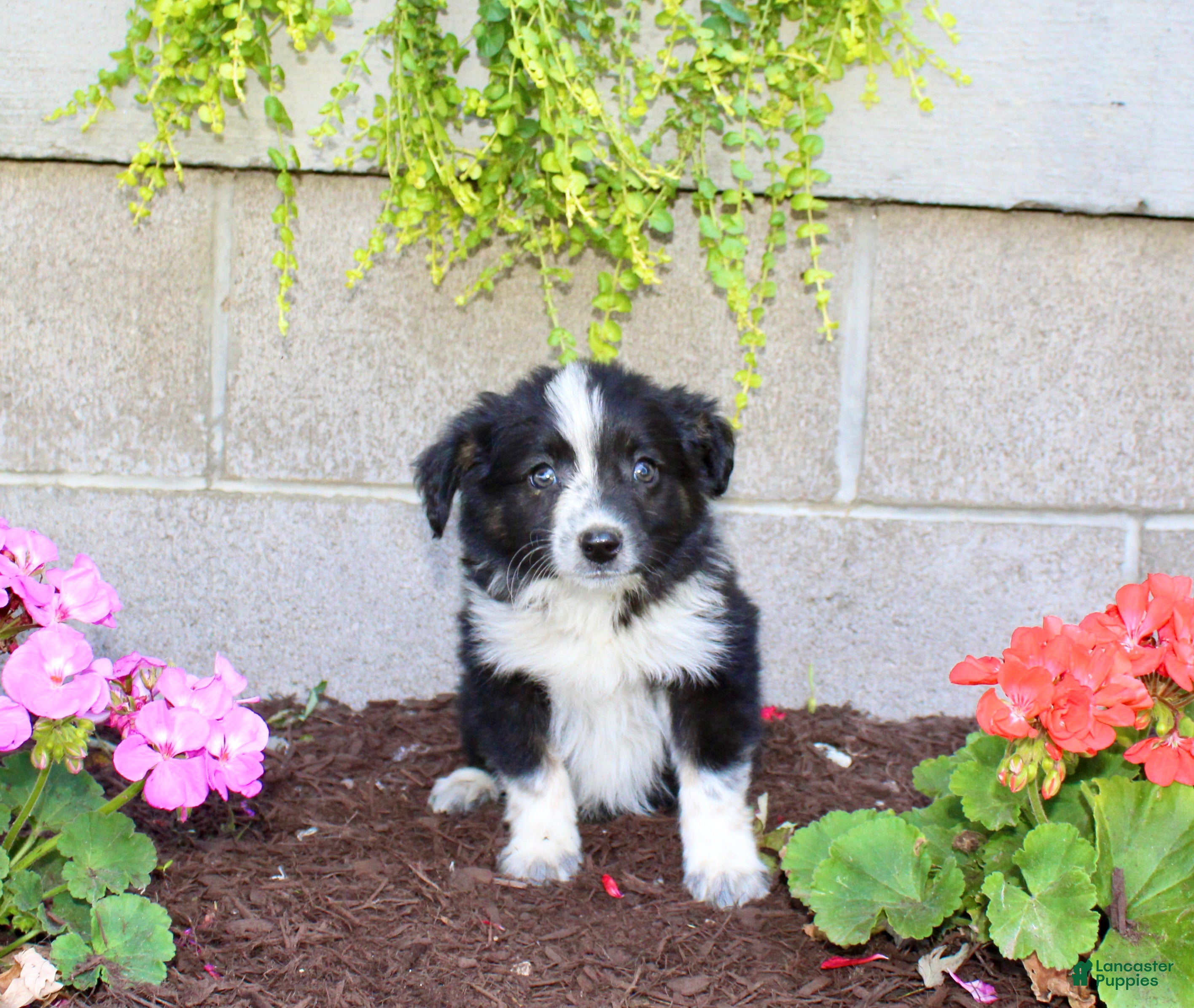 Australian Shepherd dogs Travis  - Ad 1