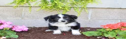 Australian Shepherd dogs for sale: Travis  - Ad 1