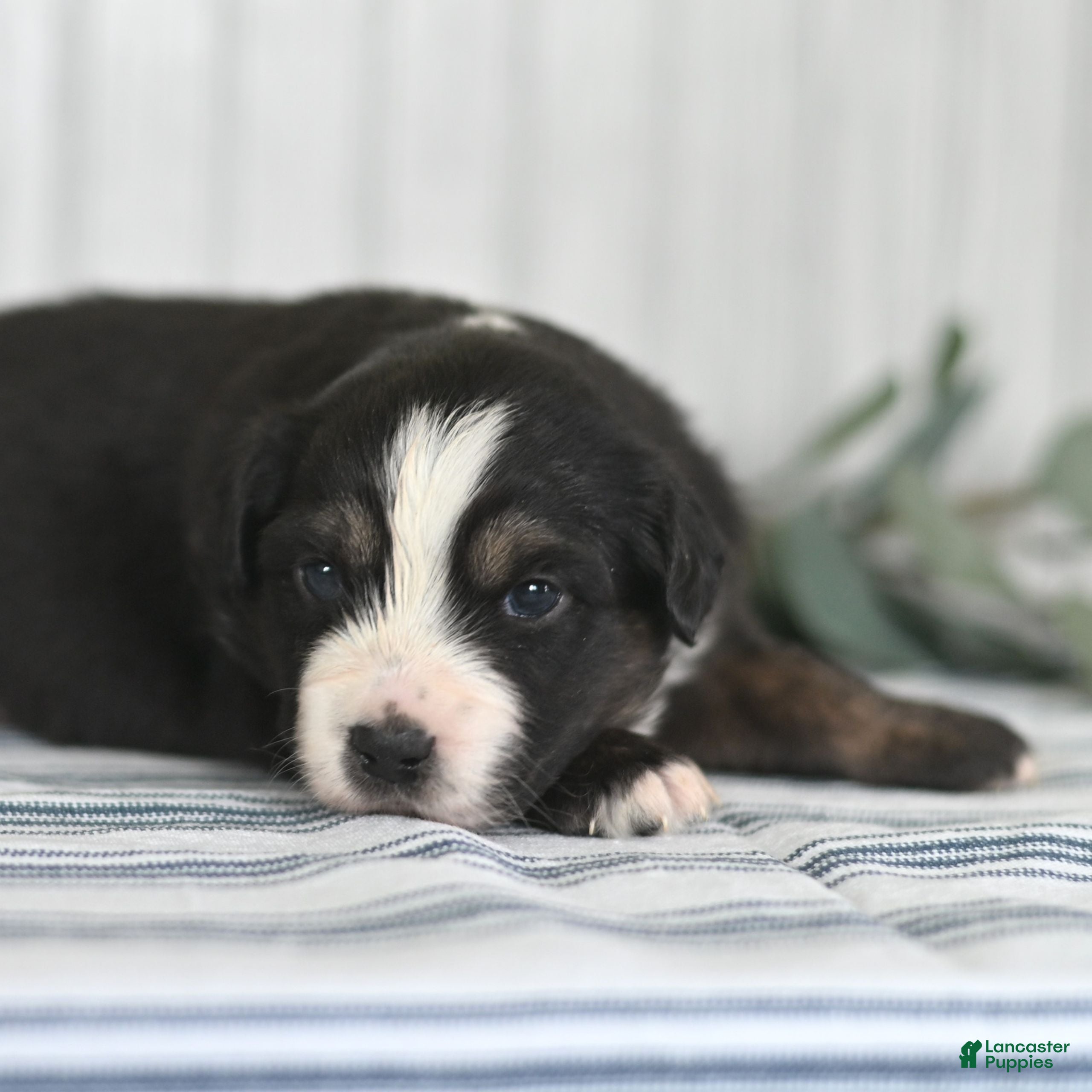 Miniature Australian Shepherd dogs George  - Ad 2