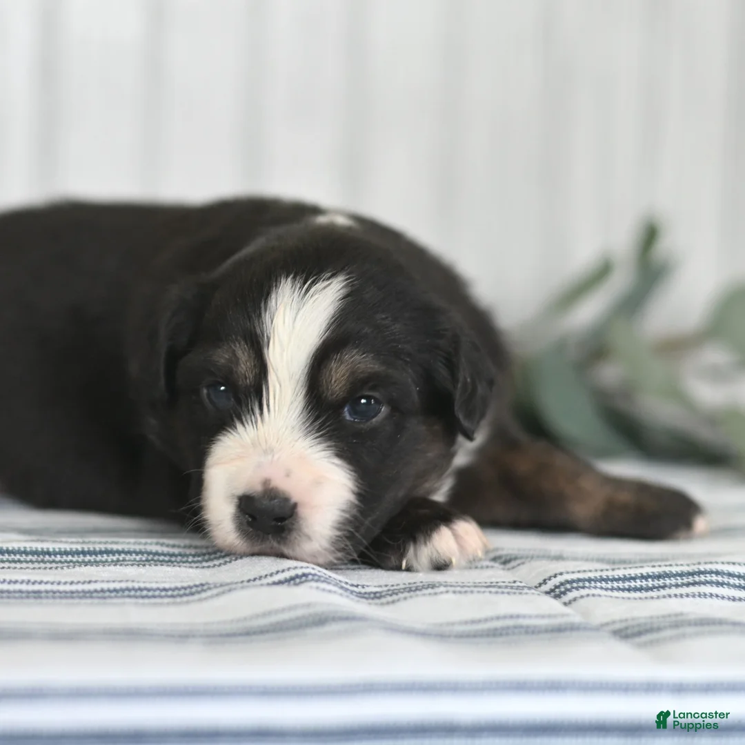 Miniature Australian Shepherd dogs for sale: George  - Ad 2