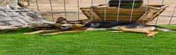 German Shepherd dogs for sale: German Shepherd 4 - Ad 3