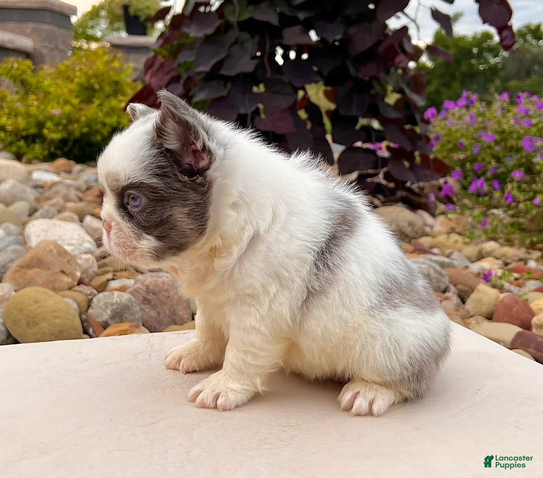 French Bulldog dogs for sale: Darla - Ad 5