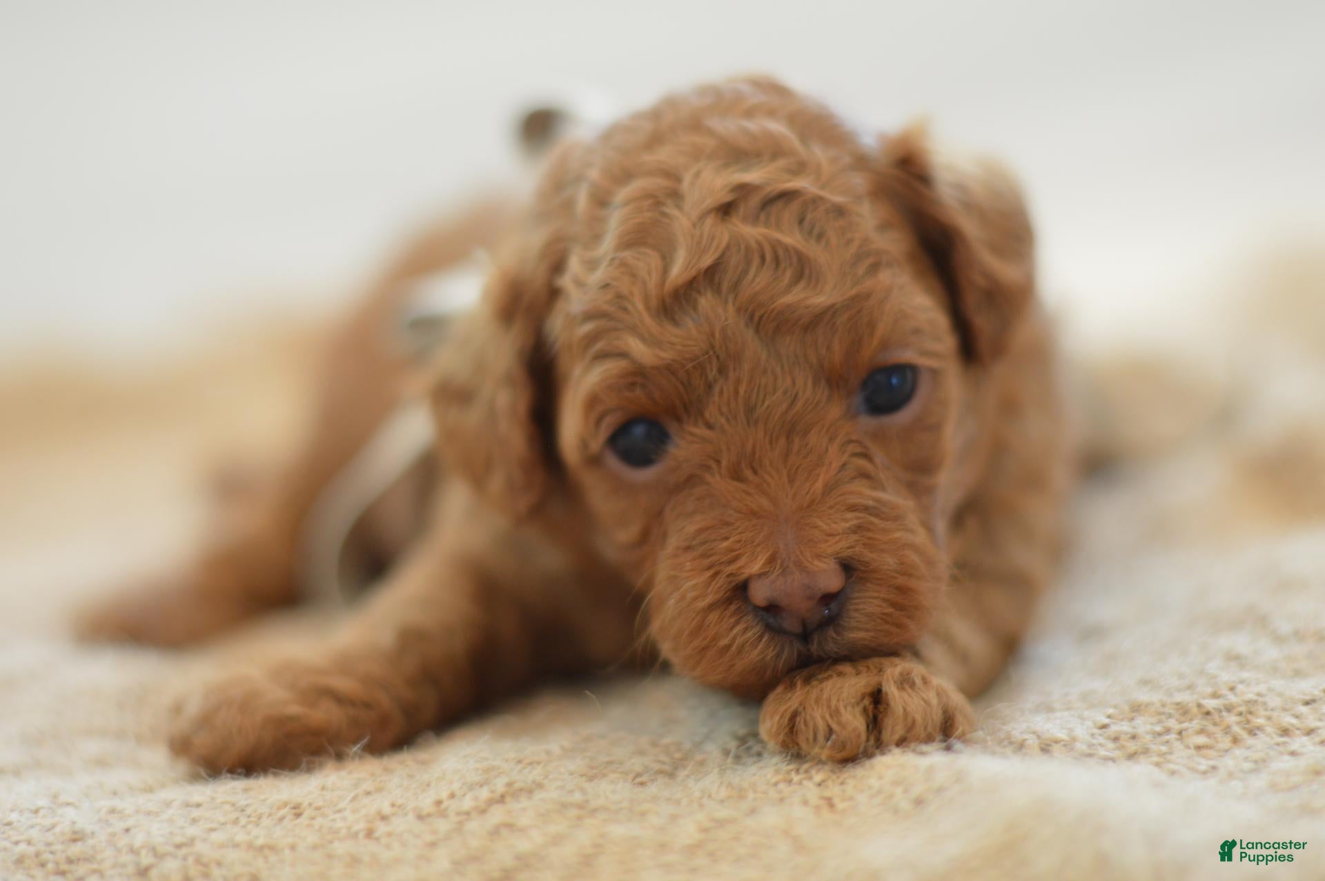 Miniature Poodle dogs Meeny - Ad 1