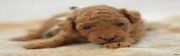 Miniature Poodle dogs for sale: Meeny - Ad 1