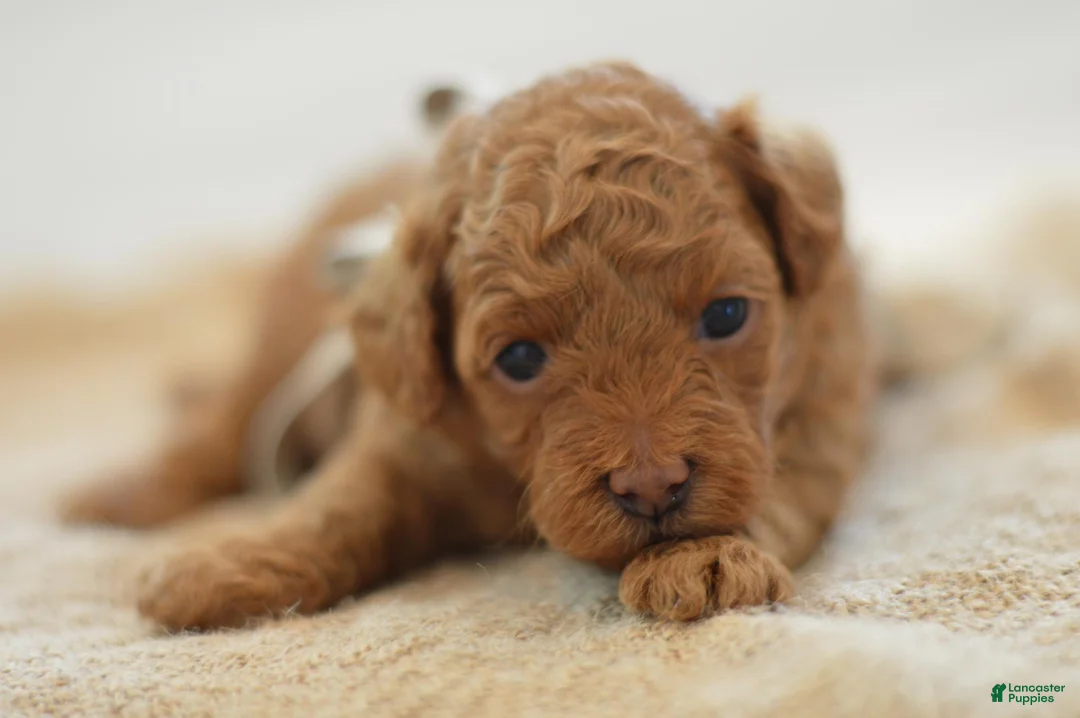 Miniature Poodle dogs for sale: Meeny - Ad 1