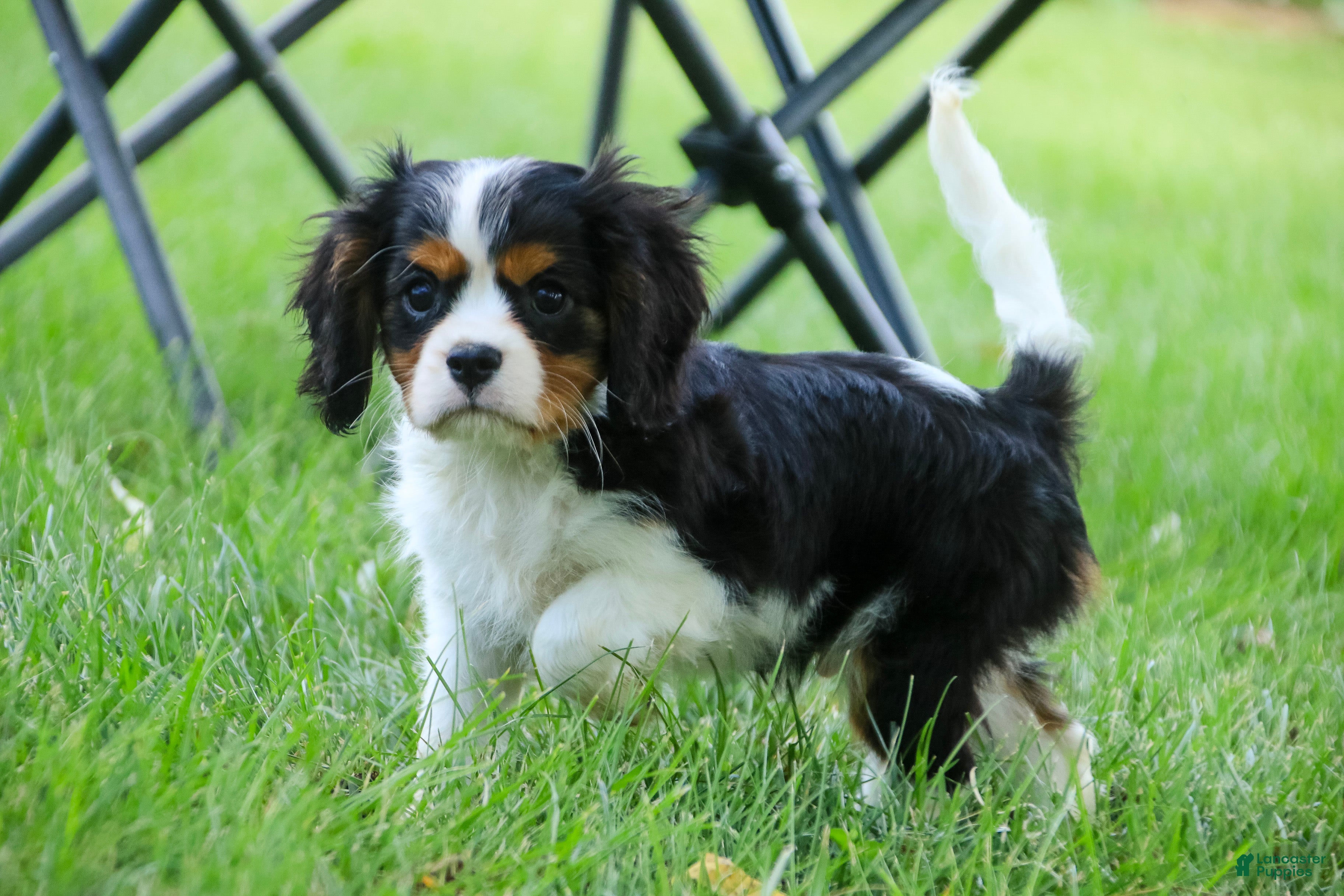 Cavalier King Charles Spaniel dogs Jerry - Ad 2