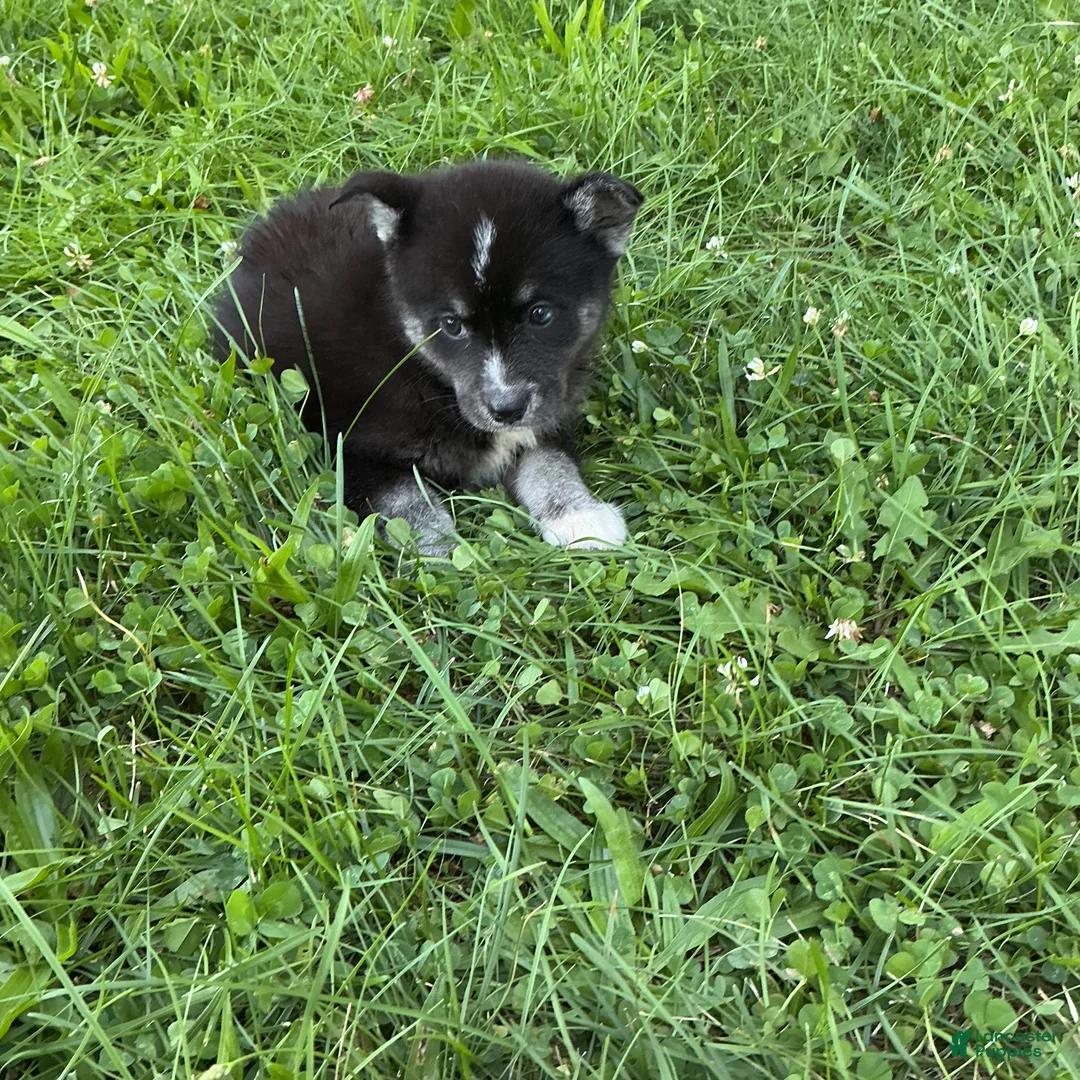 Pomsky dogs for sale: Pomsky 2 - Ad 1