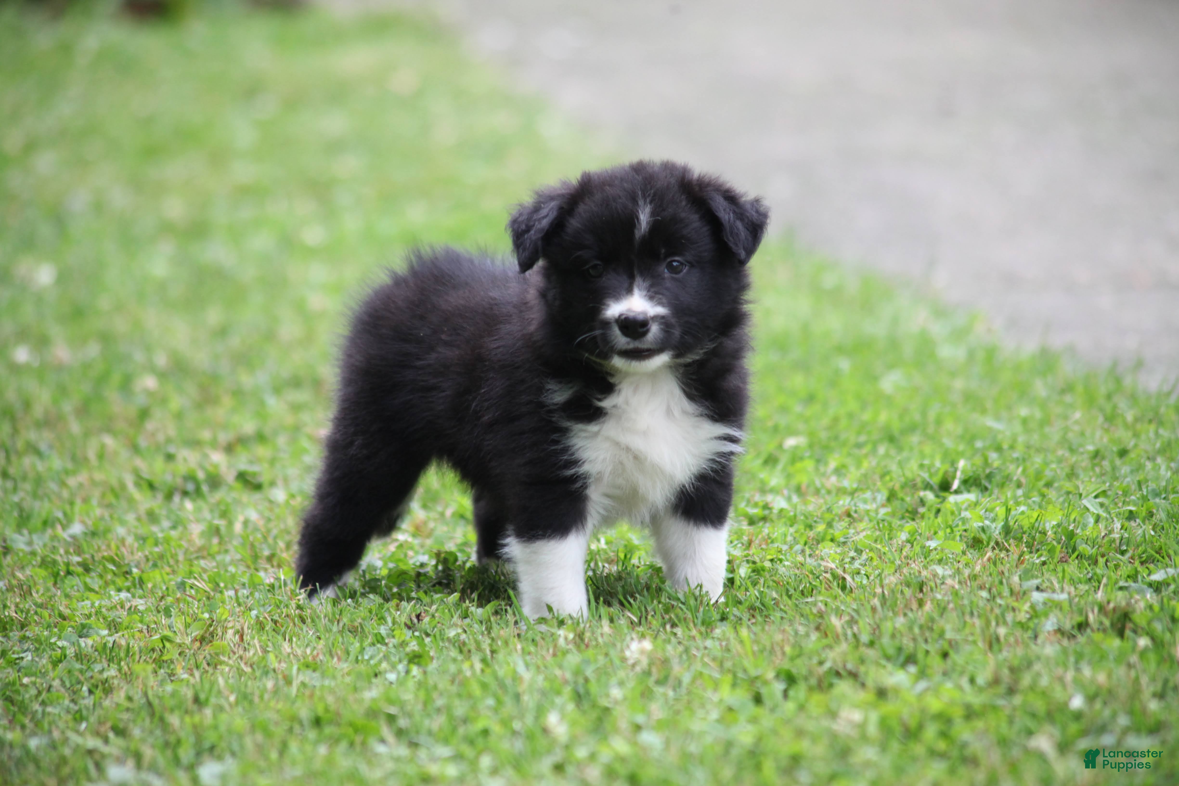 Border Collie dogs Jigger - Ad 2