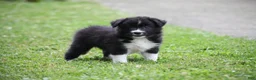 Border Collie dogs for sale: Jigger - Ad 2