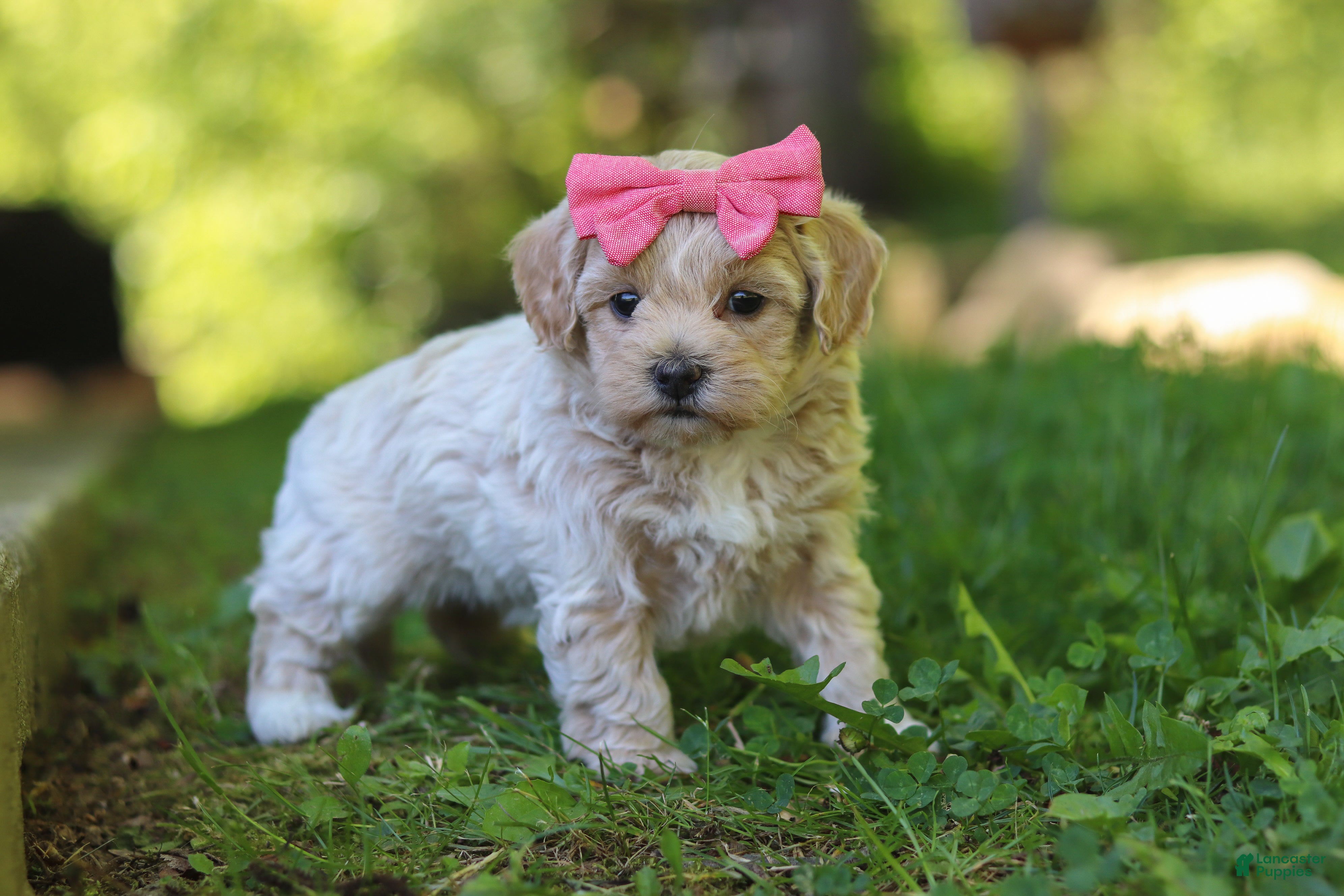 Maltipoo dogs for sale: Sage - Ad 6
