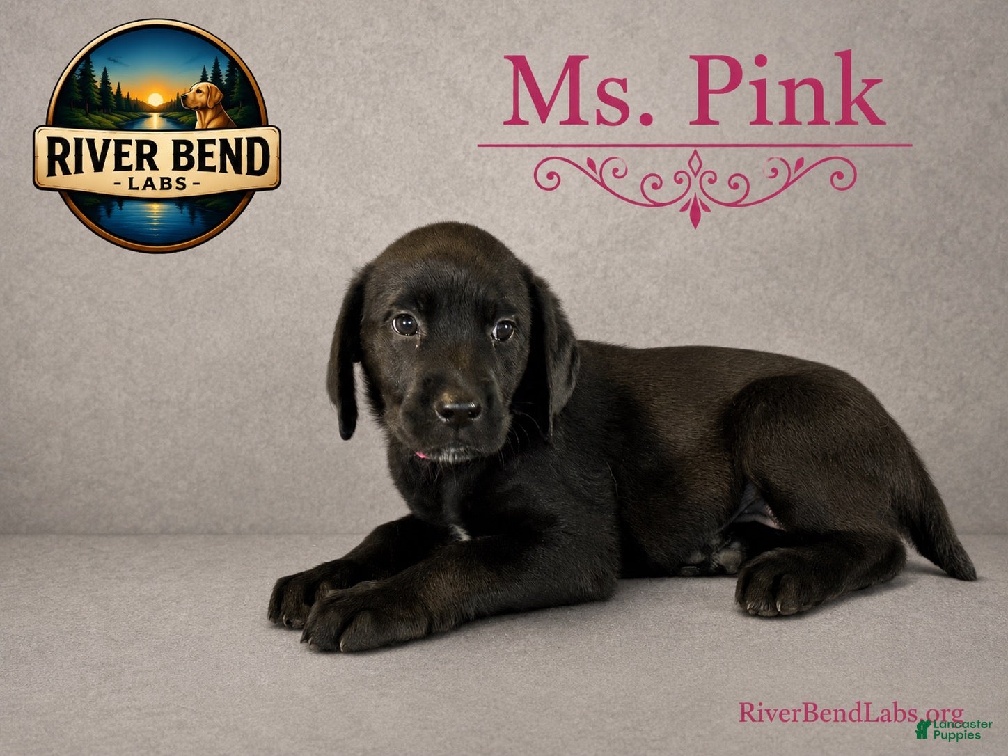 Labrador Retriever dogs Ms. Pink - Ad 1