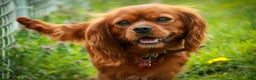 Cavalier King Charles Spaniel dogs for sale: Bert - Ad 8
