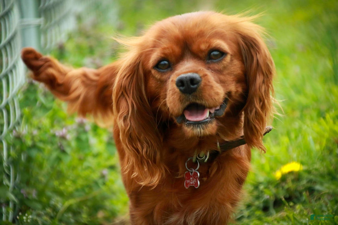 Cavalier King Charles Spaniel dogs for sale: Bert - Ad 8