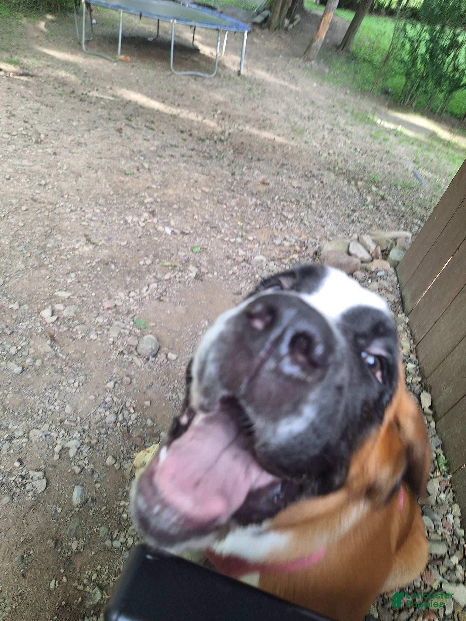 Saint Bernard dogs Saint Bernard 1 - Ad 16