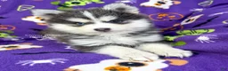 Pomsky dogs for sale: Encino - Ad 2