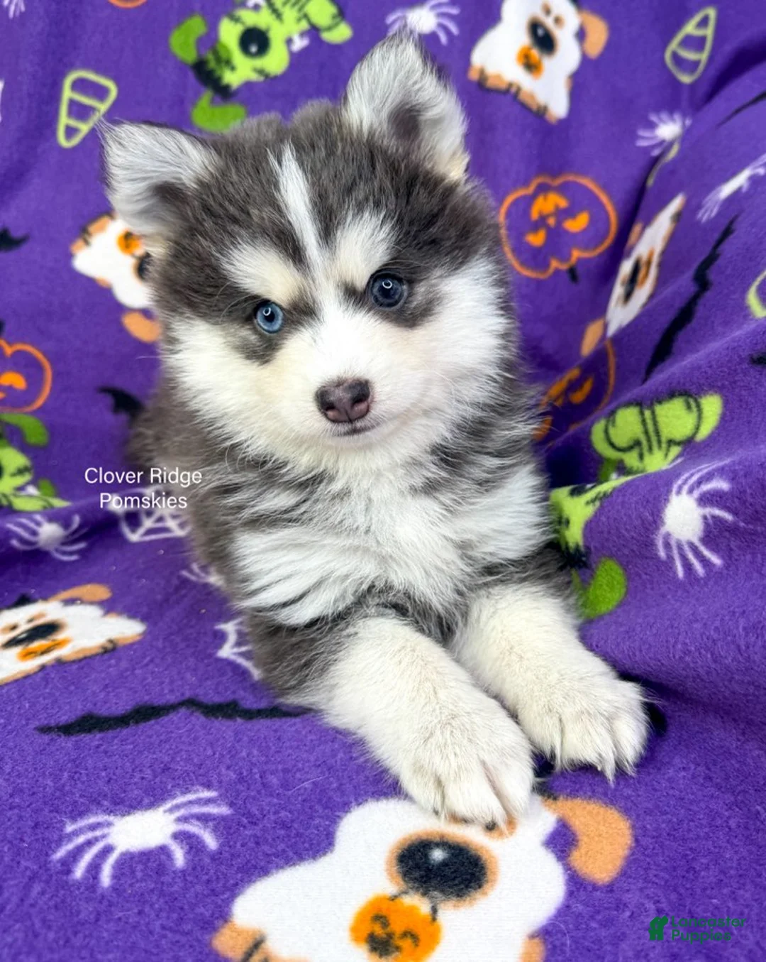 Pomsky dogs for sale: Encino - Ad 2