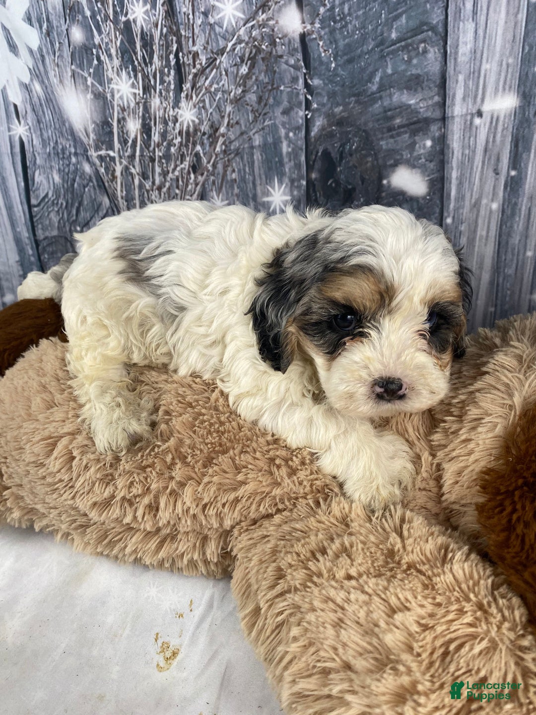 Cavapoo dogs for sale: Julie - Ad 10