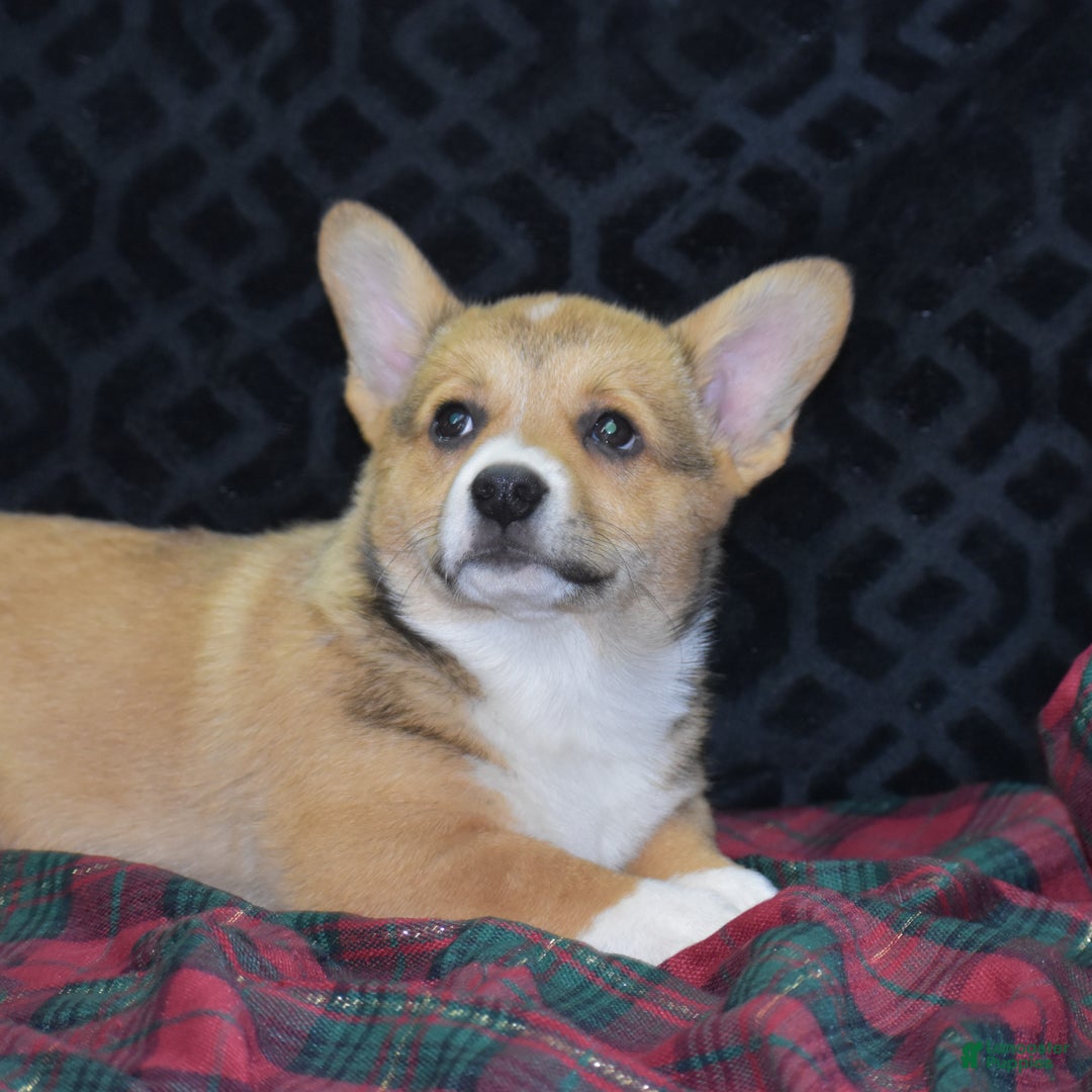 Welsh Corgi Pembroke dogs for sale: Milkyway - Ad 5