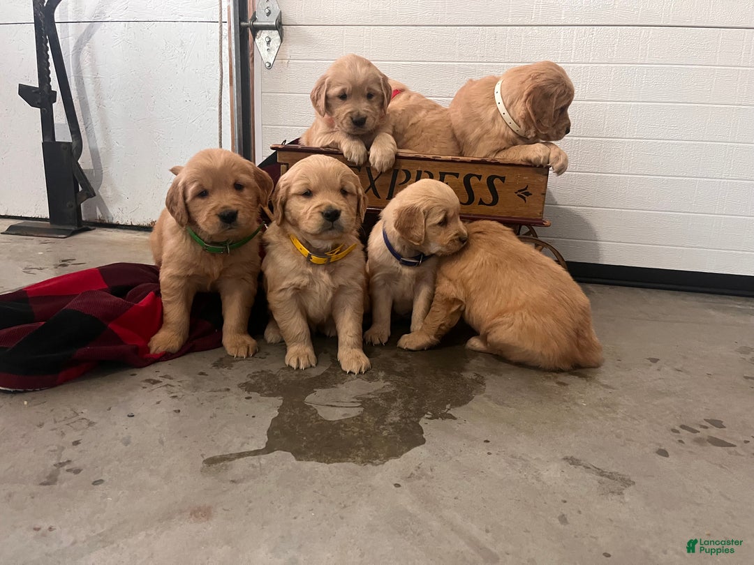 Standard Poodle dogs for sale: Mango🐾❤️AKC Genetic Tested🐾❤️6108066386 - Ad 7