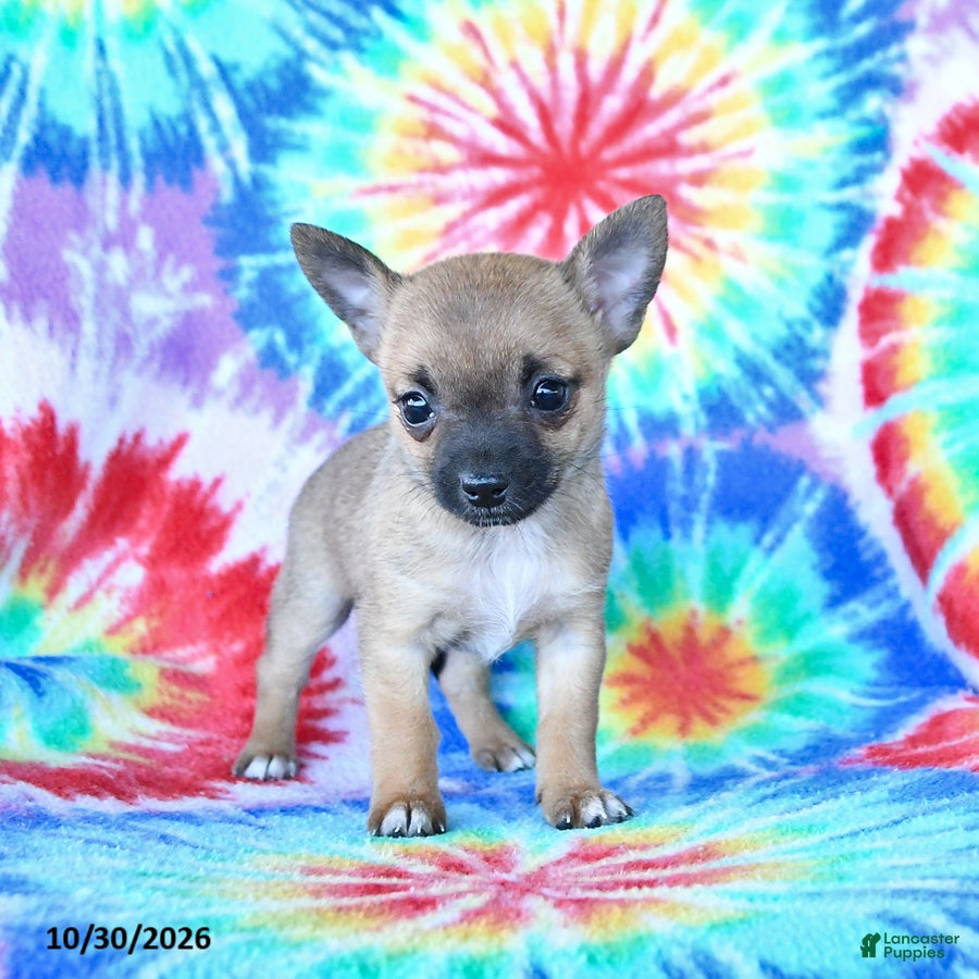 Mixed Breed dogs for sale: Muffin - Ad 1