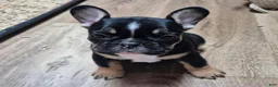 French Bulldog dogs for sale: French Bulldog 3 - Ad 2