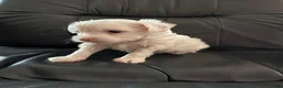 Chinese Crested dogs for sale: Chinese Crested 2 - Ad 2