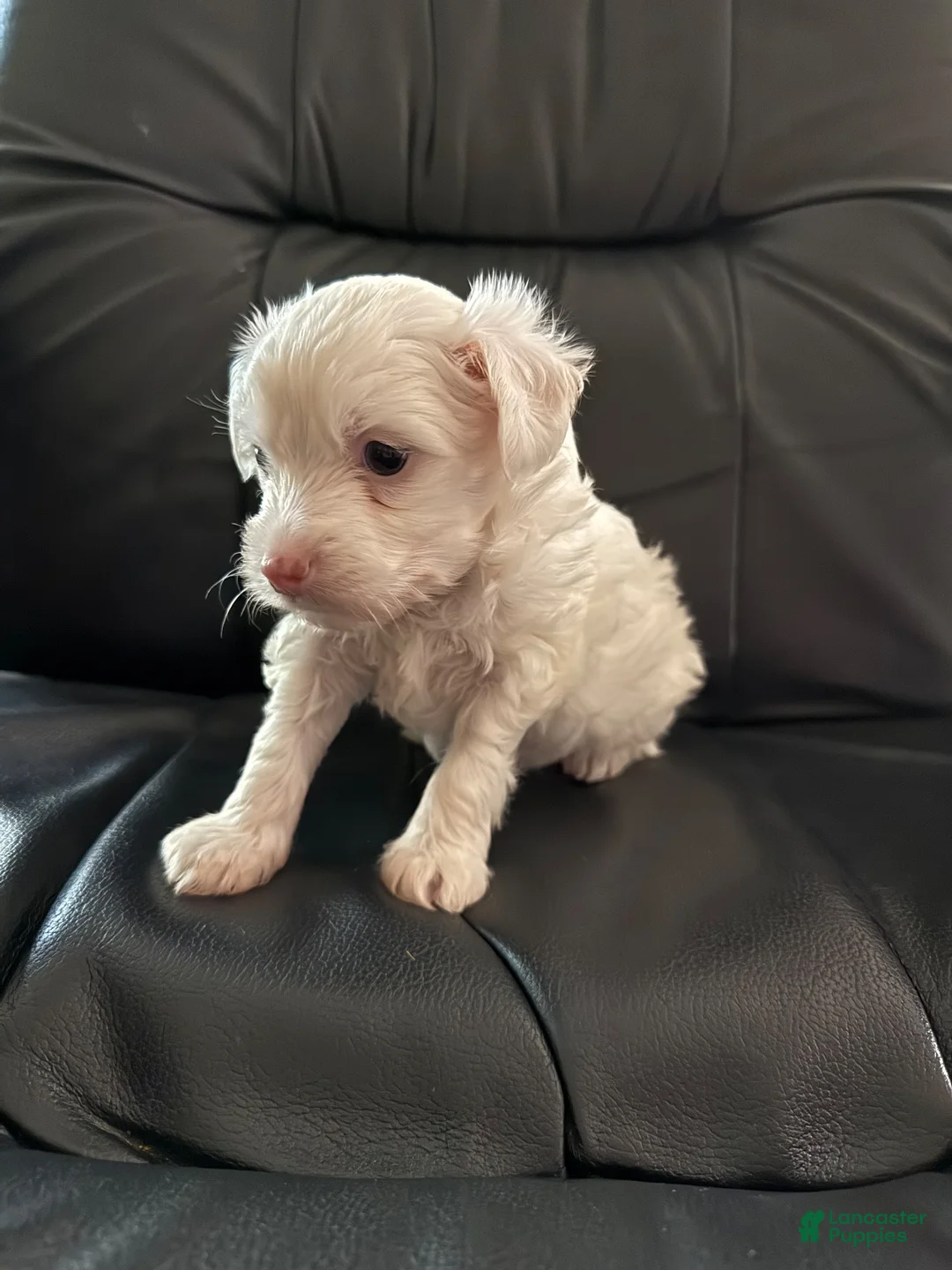 Chinese Crested dogs for sale: Chinese Crested 2 - Ad 2